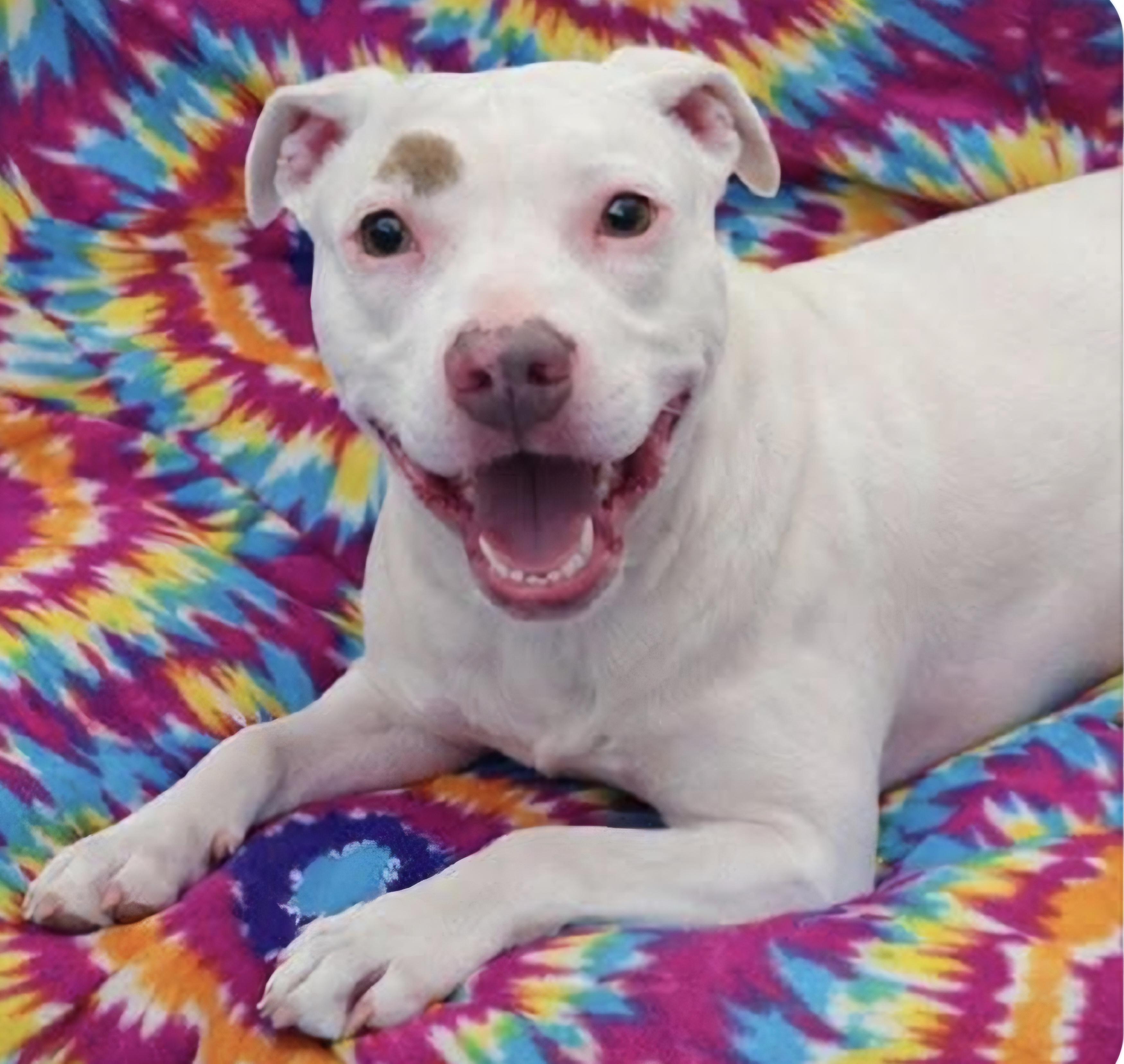 Pearl, Adoptable, Adult Female Pit Bull Terrier.