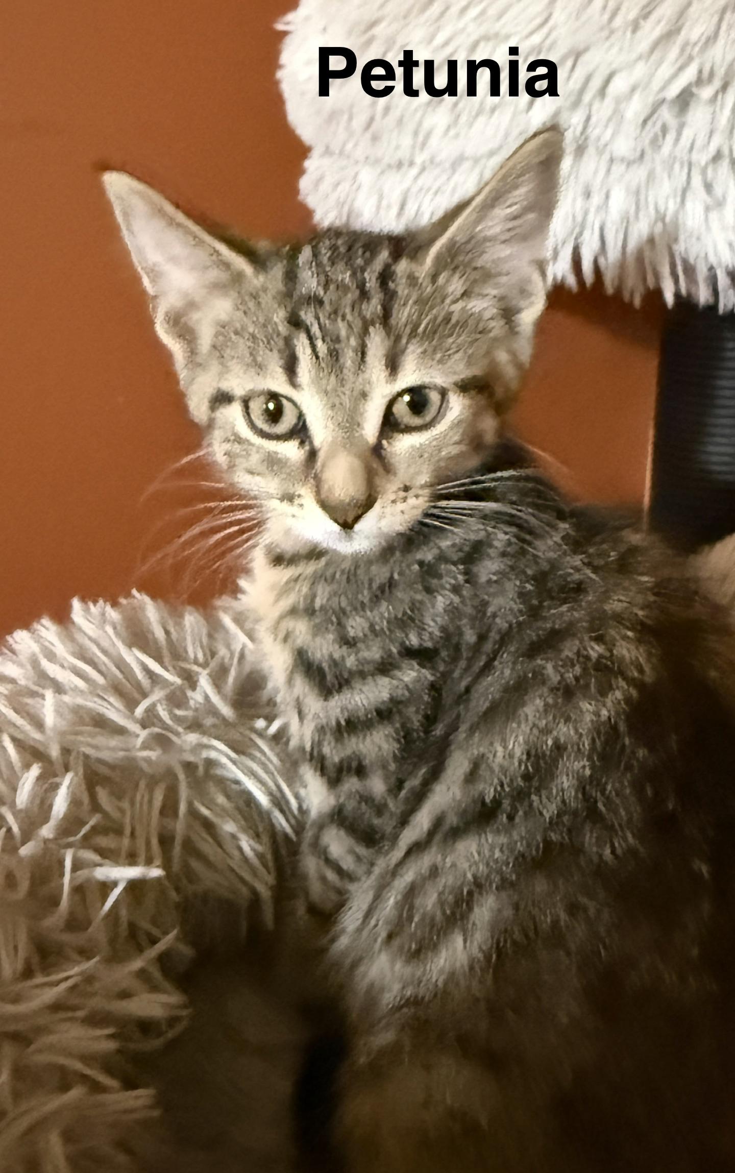 Enlarge Petunia, a Adoptable Domestic Short Hair in South Elgin, IL image 2/2