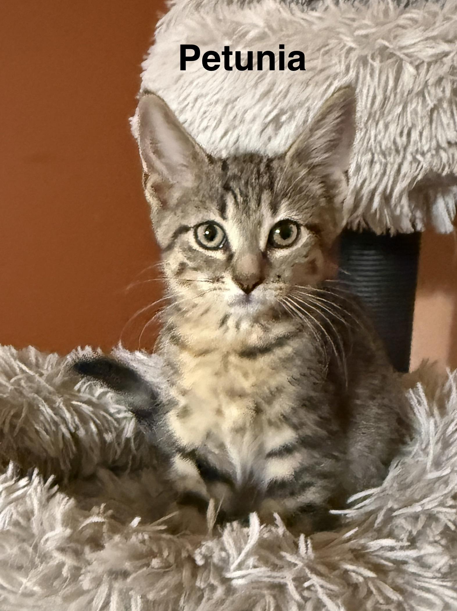 Petunia, Adoptable, Kitten Female Domestic Short Hair.