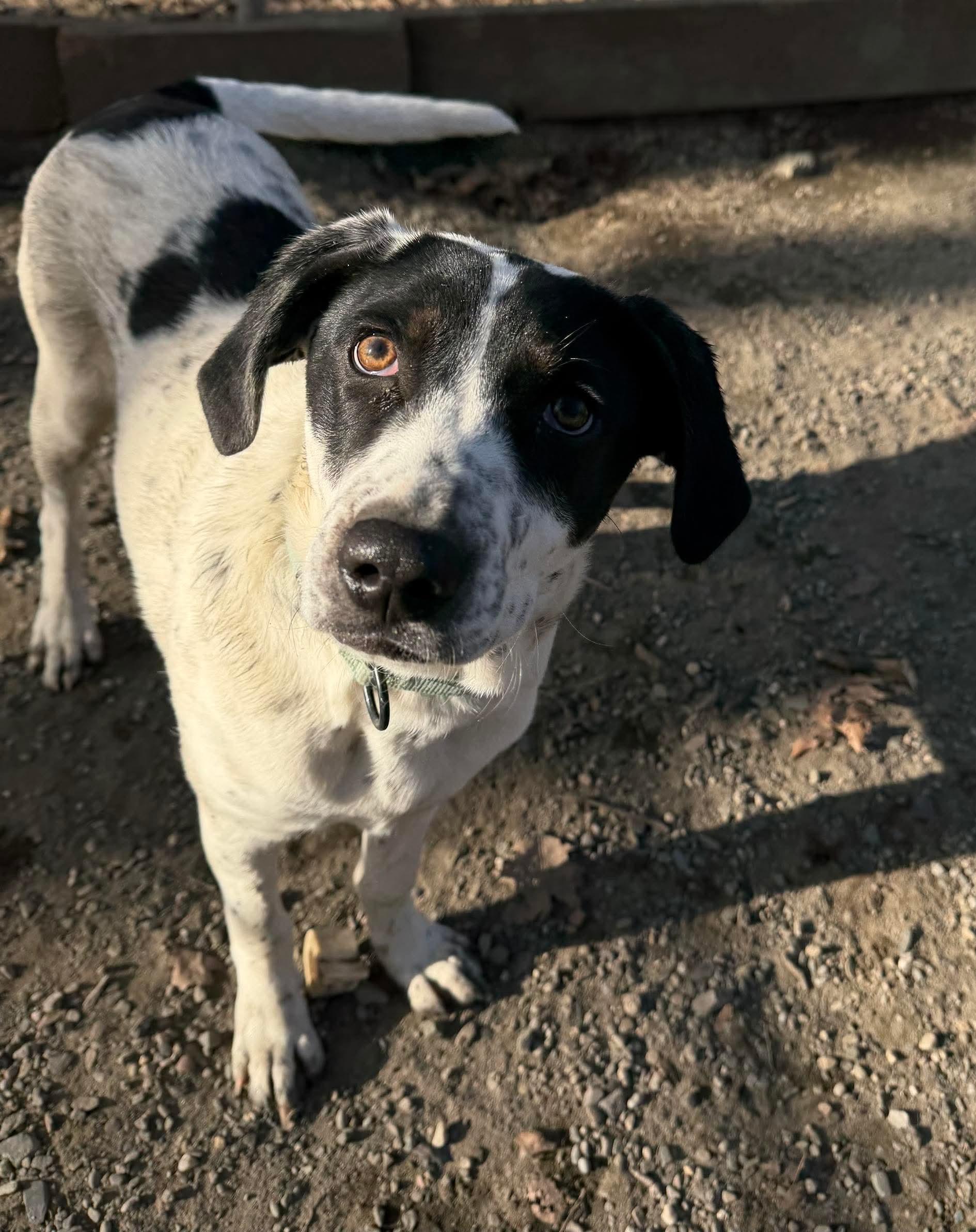 Enlarge Daphne, a Adoptable mixed breed in Argyle, NY image 6/6