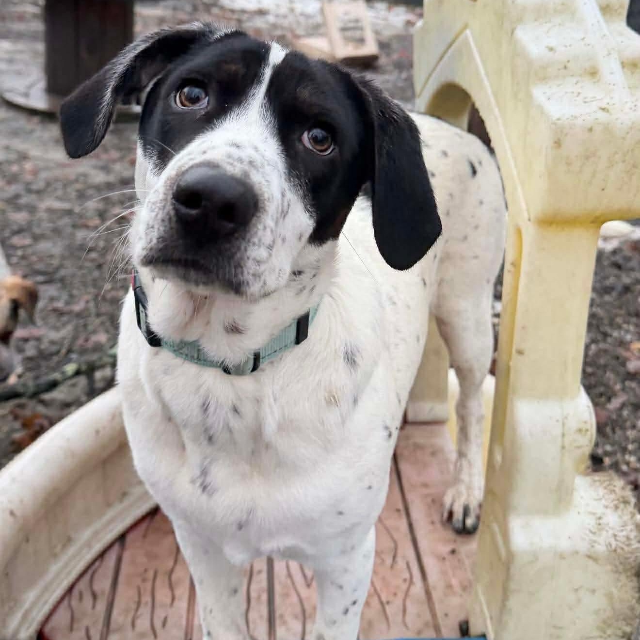 Enlarge Daphne, a Adoptable mixed breed in Argyle, NY image 3/6