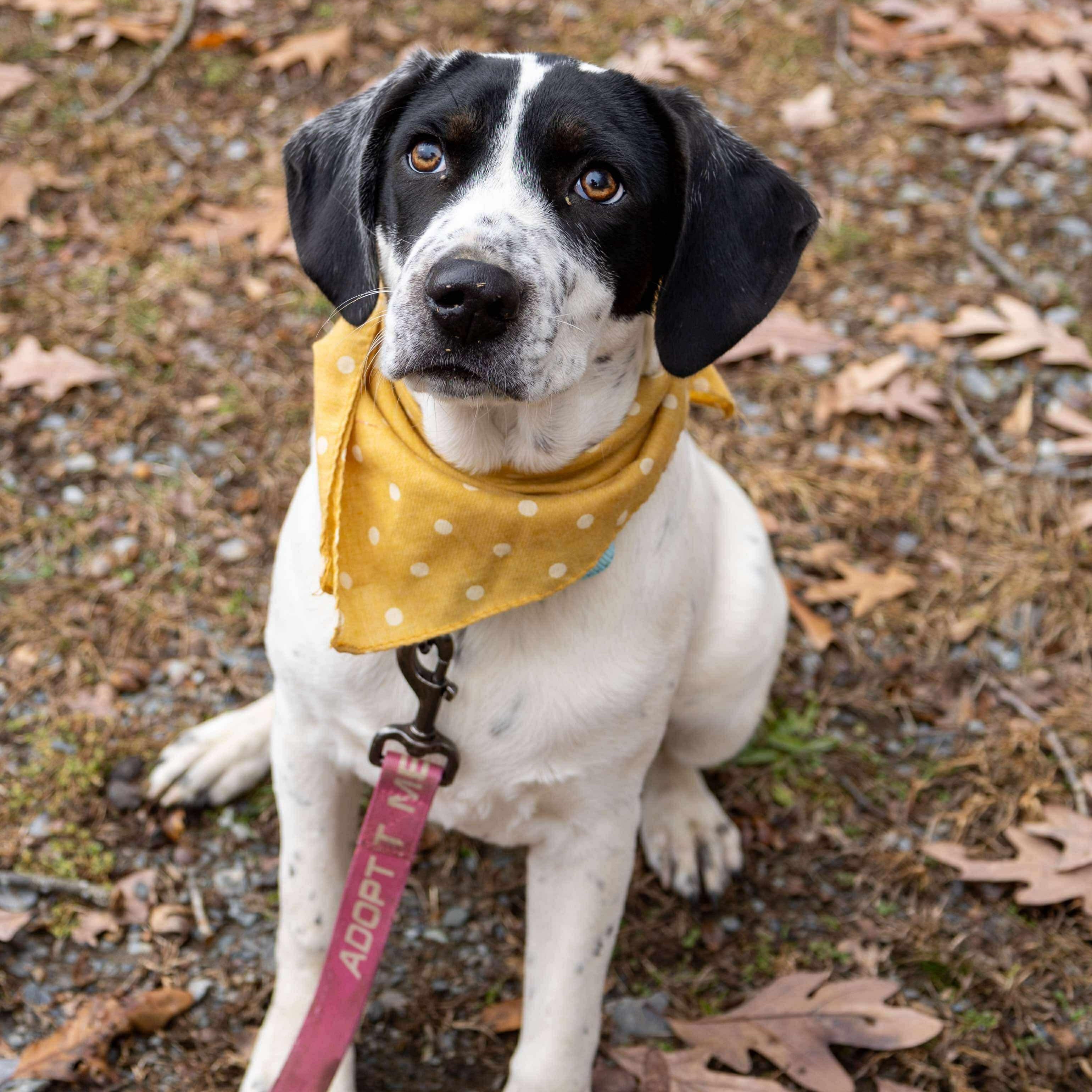 Daphne, a Adoptable mixed breed in Argyle, NY image 2/6