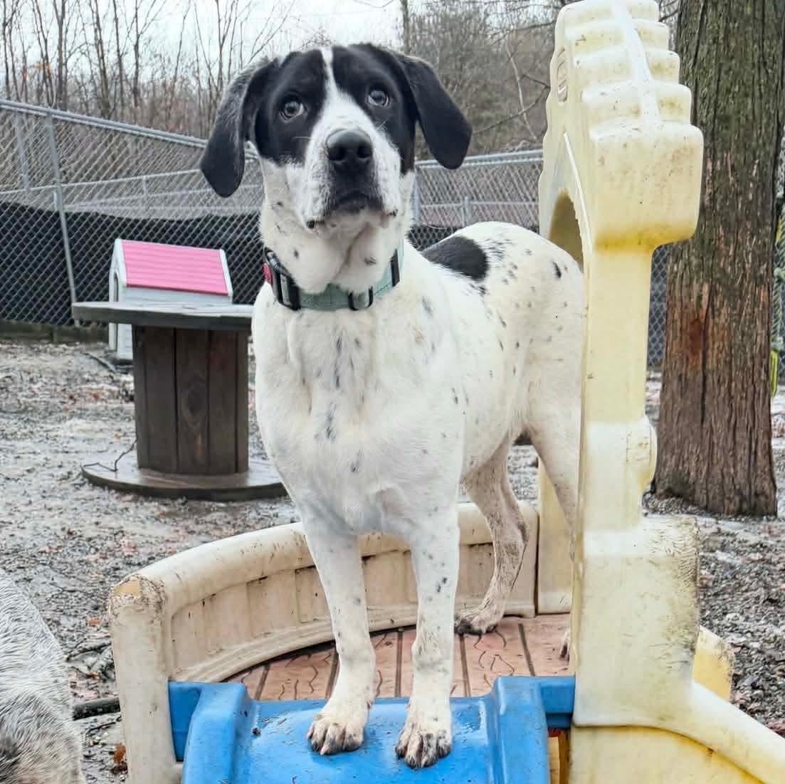 Enlarge Daphne, a Adoptable mixed breed in Argyle, NY image 5/6