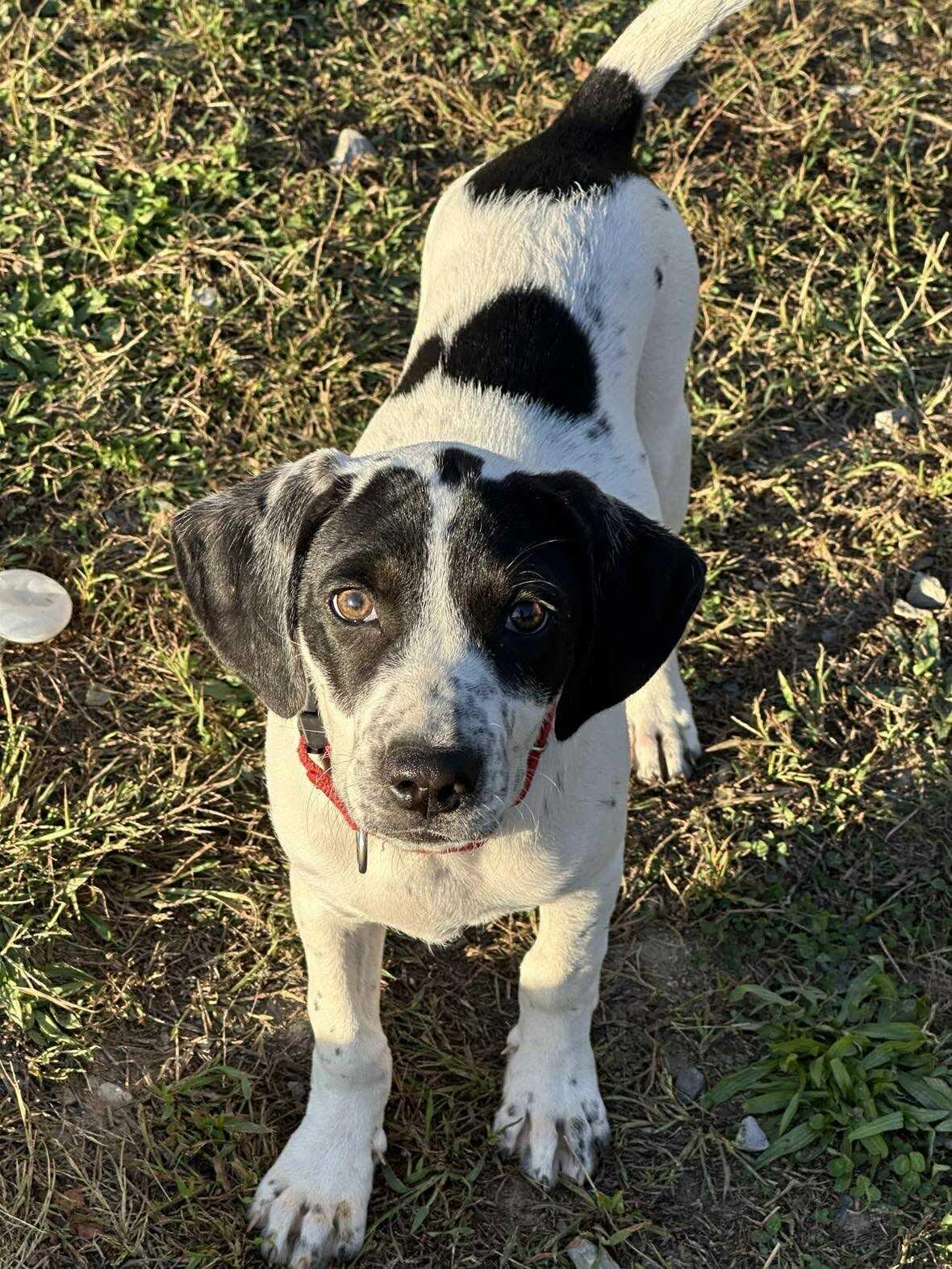 Daphne, a Adoptable mixed breed in Argyle, NY image 5/6