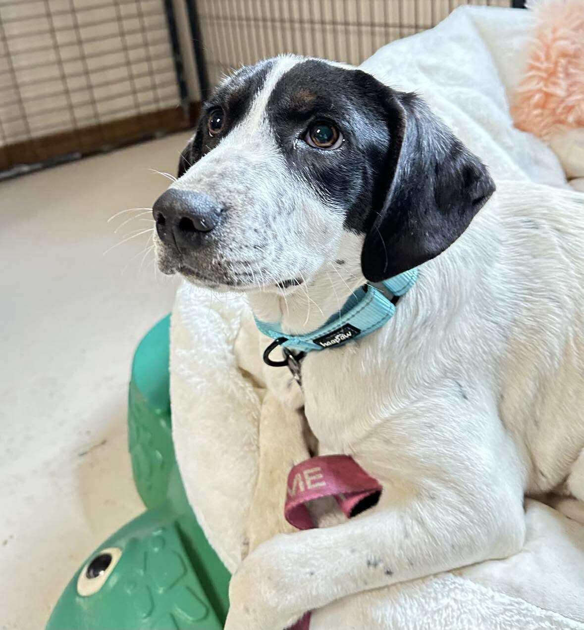 Daphne, a Adoptable mixed breed in Argyle, NY image 3/6