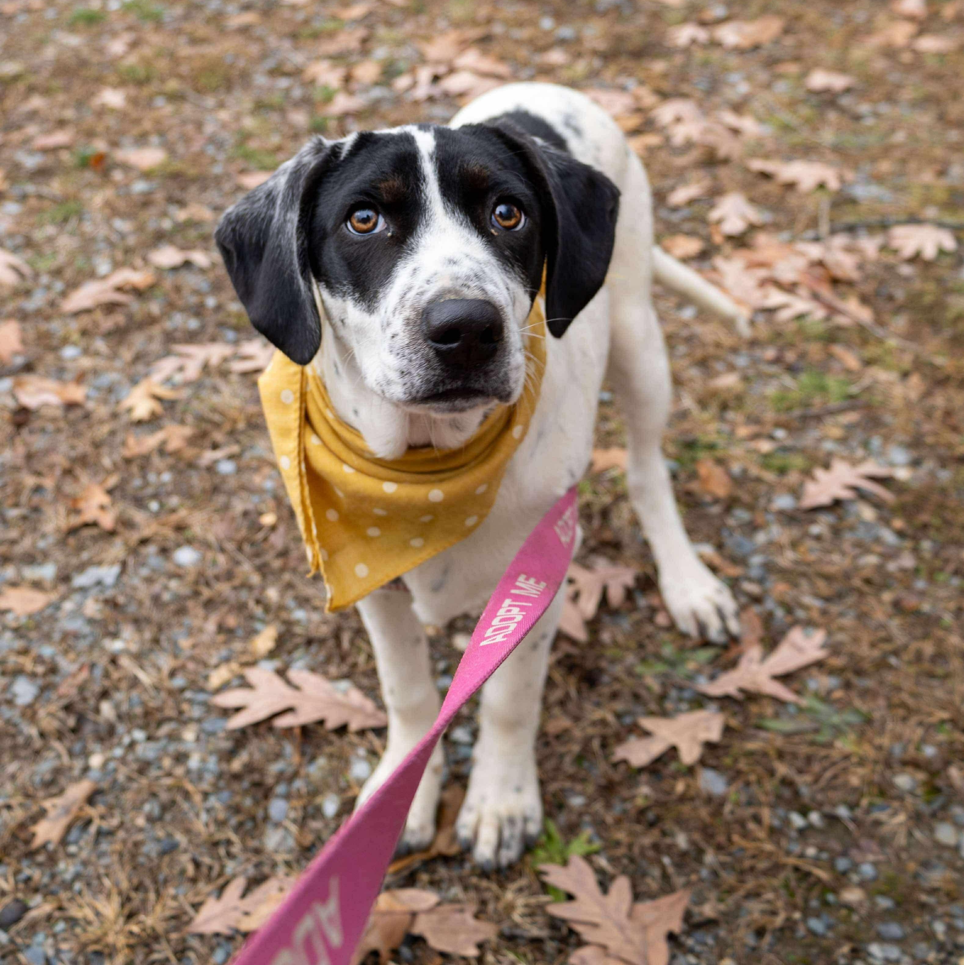 Daphne, a Adoptable mixed breed in Argyle, NY image 1/6