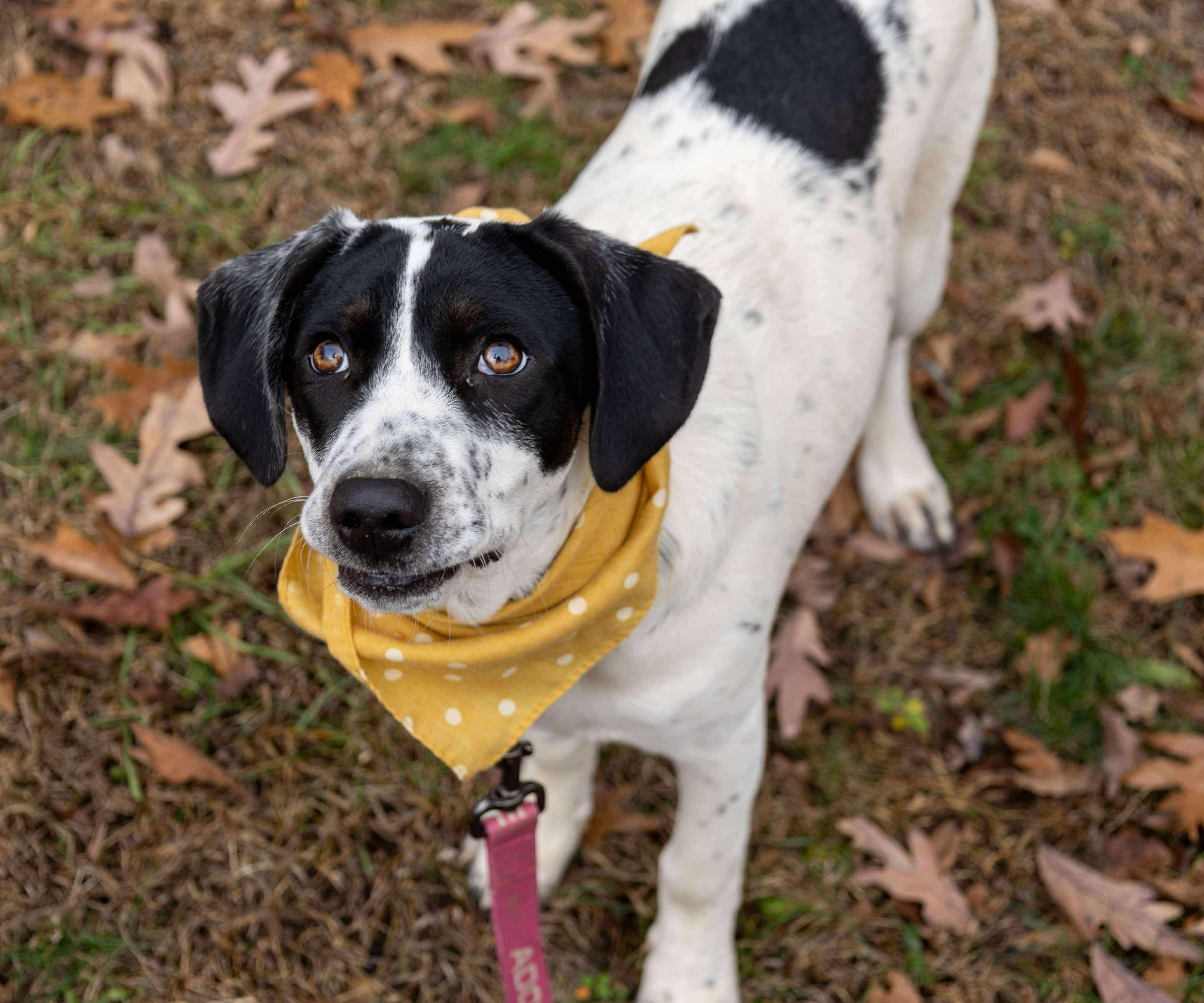 Daphne, a Adoptable mixed breed in Argyle, NY image 4/6