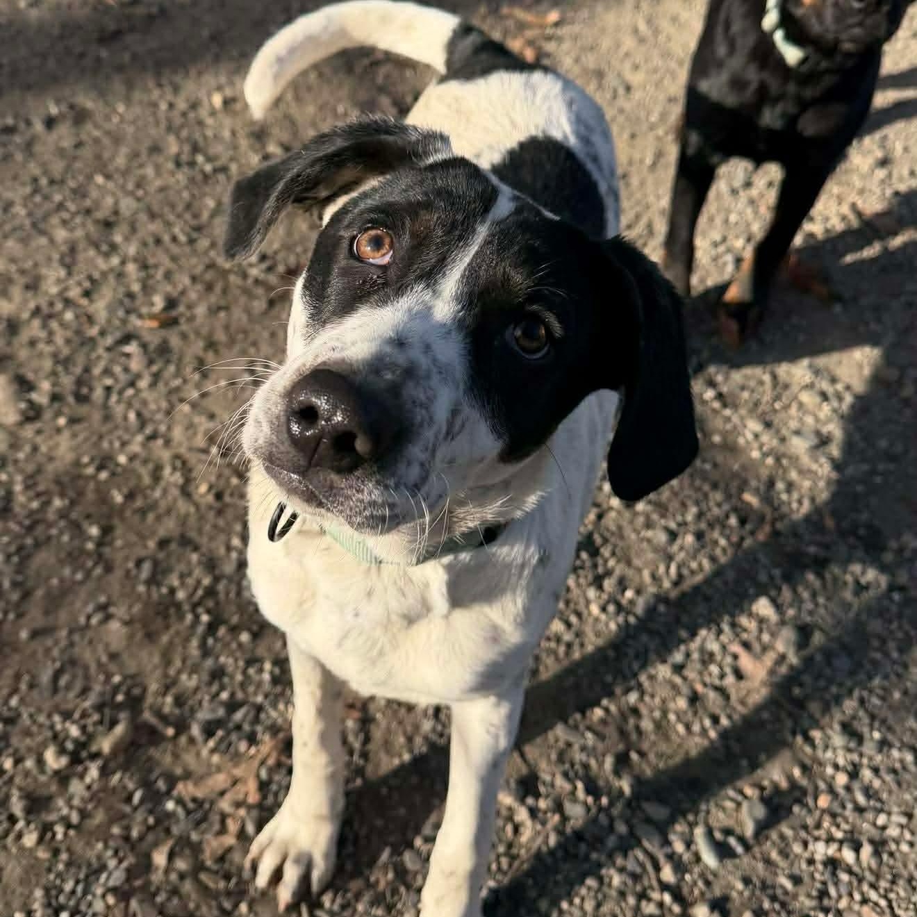 Enlarge Daphne, a Adoptable mixed breed in Argyle, NY image 2/6