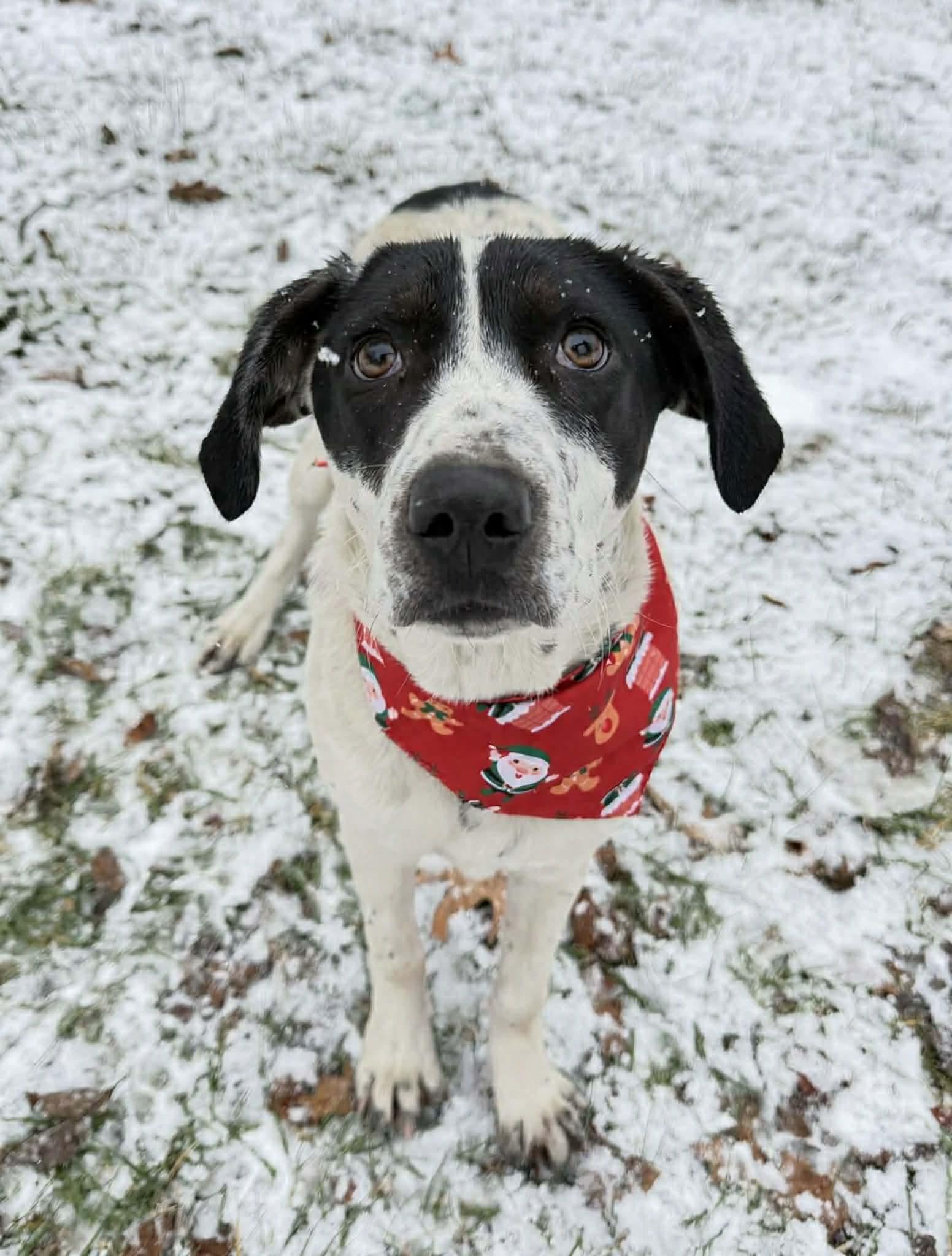 Daphne, Adoptable, Puppy Female Hound & Pointer.