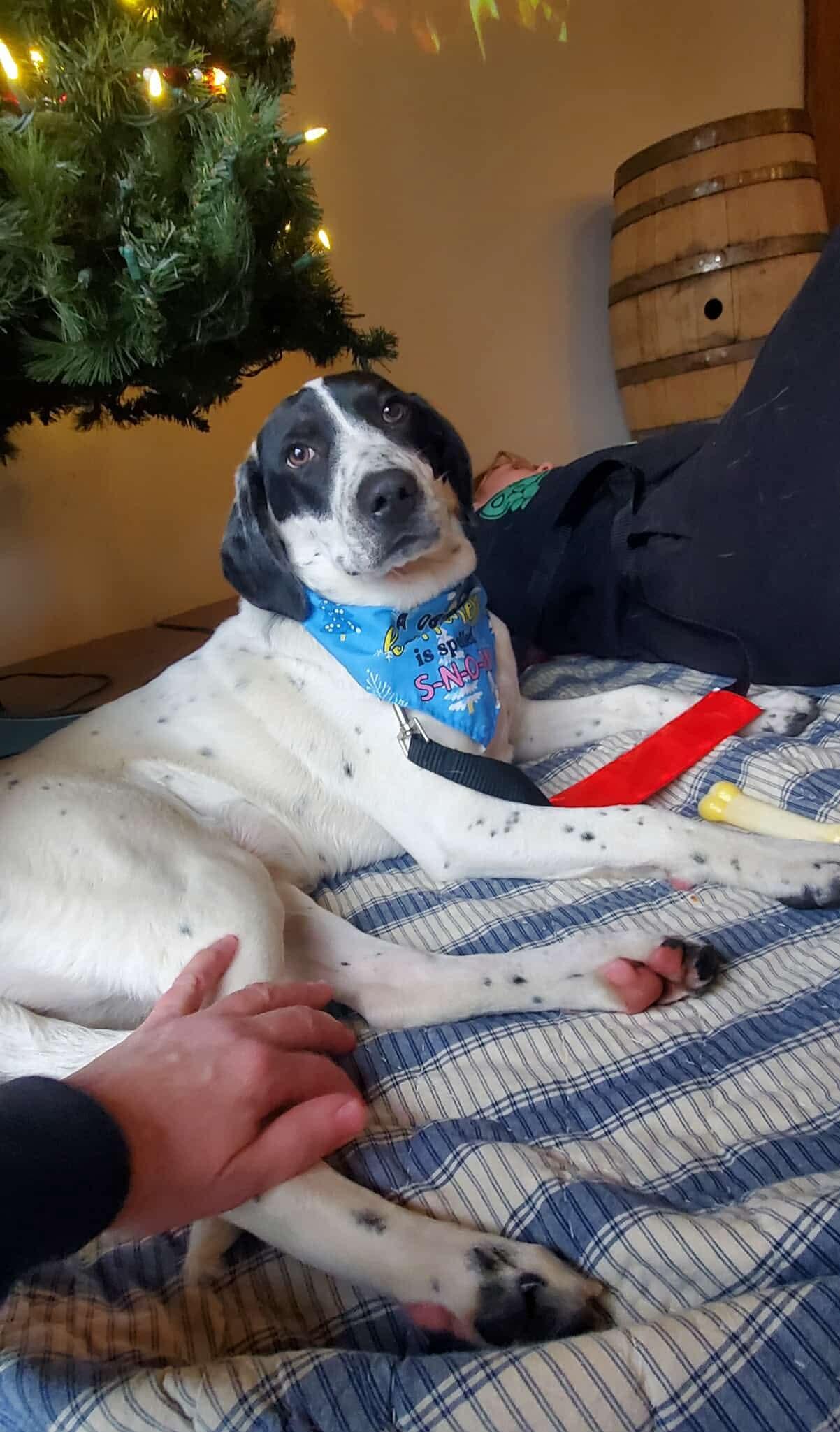 Daphne, a Adoptable mixed breed in Argyle, NY image 6/6