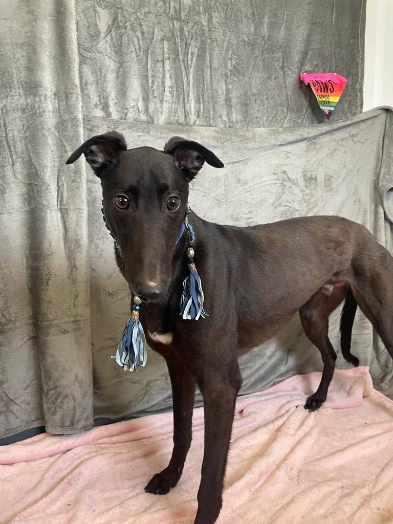 Enlarge Clarence , an adoptable Greyhound in Allentown, PA image 1/2