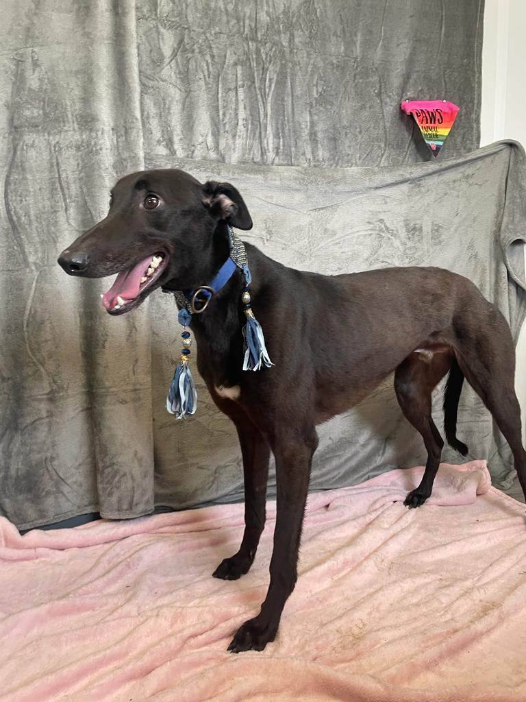 Enlarge Clarence , an adoptable Greyhound in Allentown, PA image 2/2