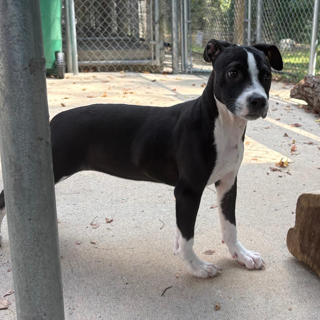 Holly, Adoptable, Puppy Female Pit Bull Terrier & Mixed Breed.