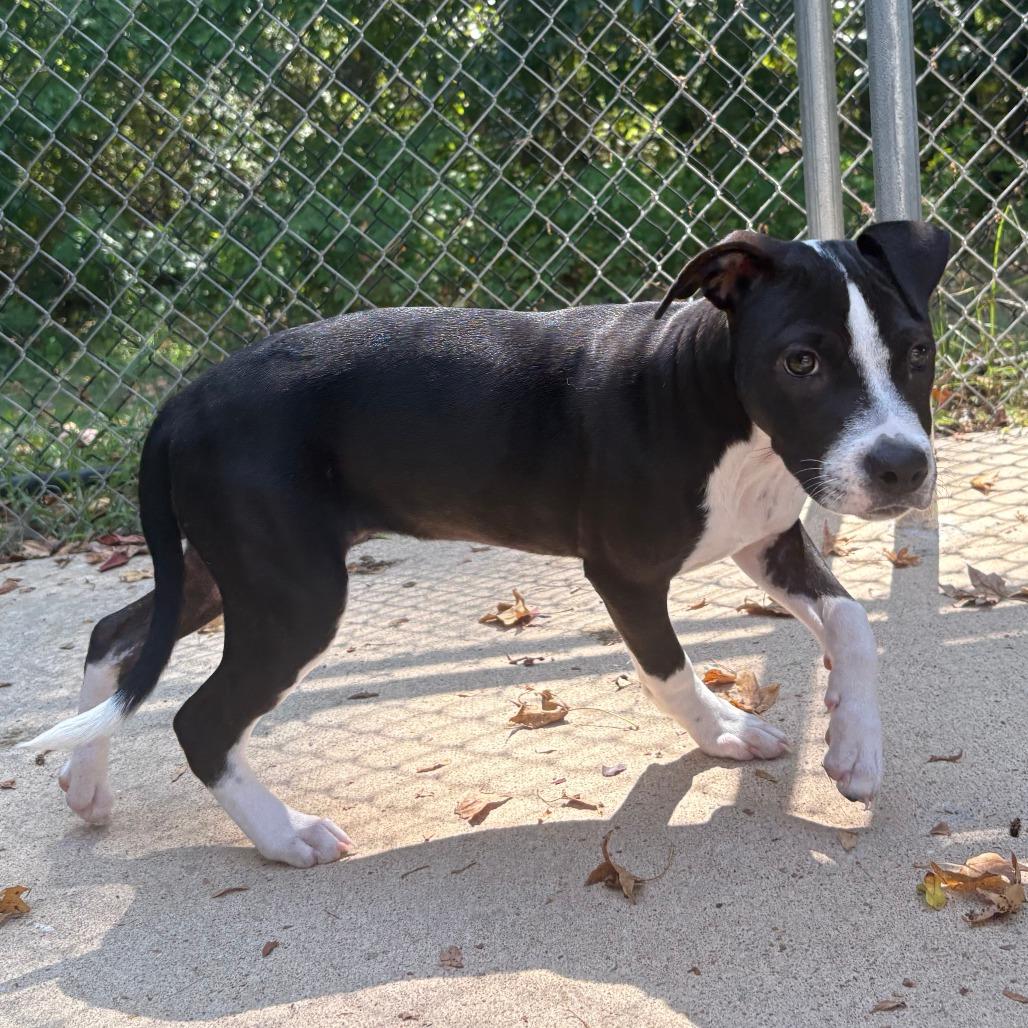 Holly, a Adoptable mixed breed in Cabot, AR image 2/4