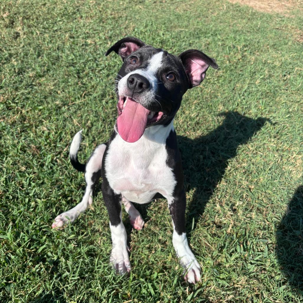 Enlarge Holly, a Adoptable mixed breed in Cabot, AR image 3/5