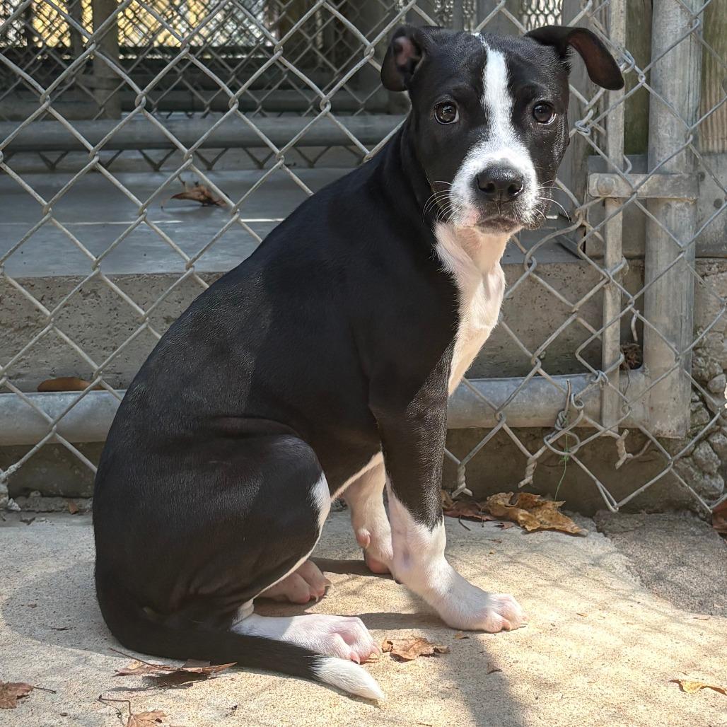 Holly, a Adoptable mixed breed in Cabot, AR image 3/4