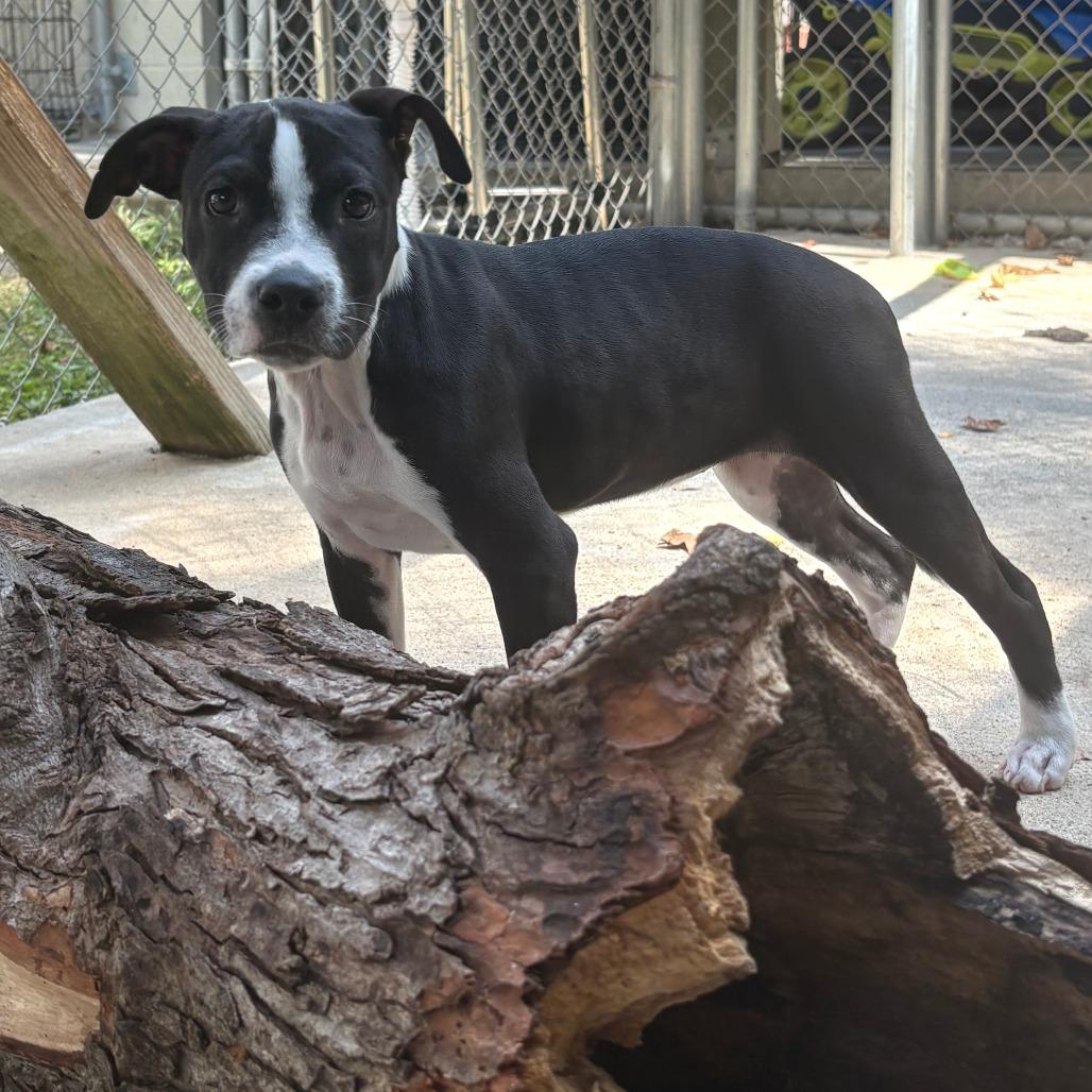 Holly, a Adoptable mixed breed in Cabot, AR image 4/4