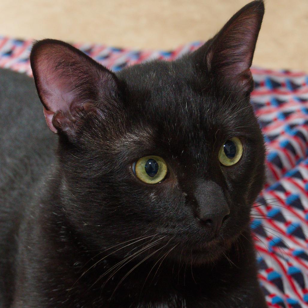 Enlarge Figaro, a Adoptable Domestic Short Hair in Natick, MA image 1/5