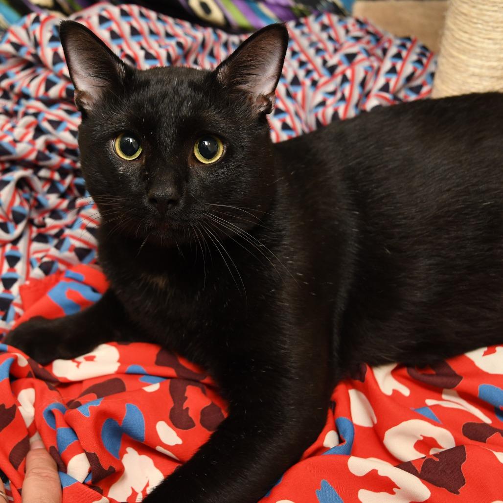 Figaro, Adoptable, Young Male Domestic Short Hair.