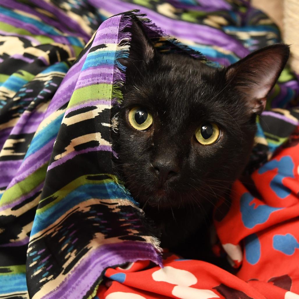 Enlarge Figaro, a Adoptable Domestic Short Hair in Natick, MA image 3/5