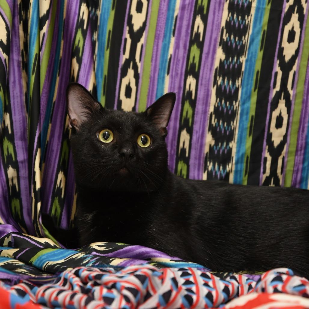 Enlarge Figaro, a Adoptable Domestic Short Hair in Natick, MA image 4/5