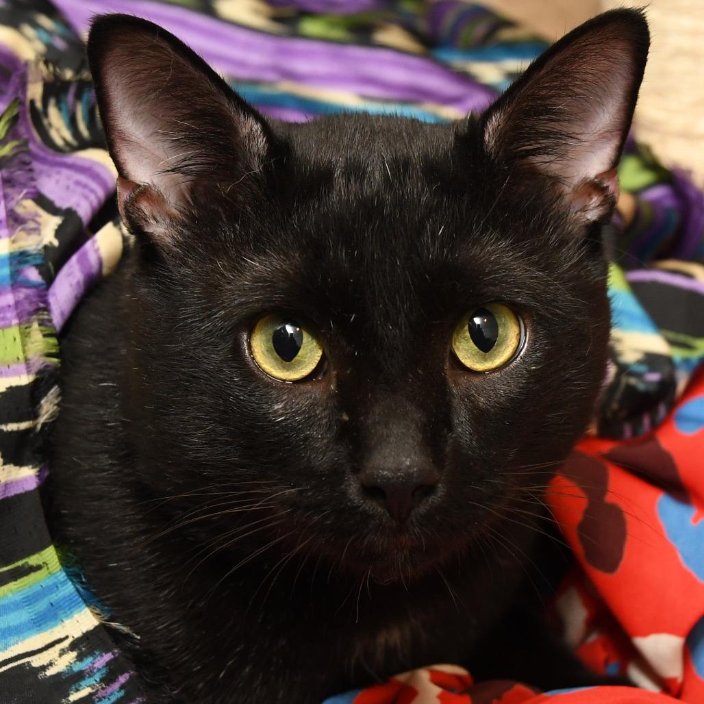 Enlarge Figaro, a Adoptable Domestic Short Hair in Natick, MA image 5/5