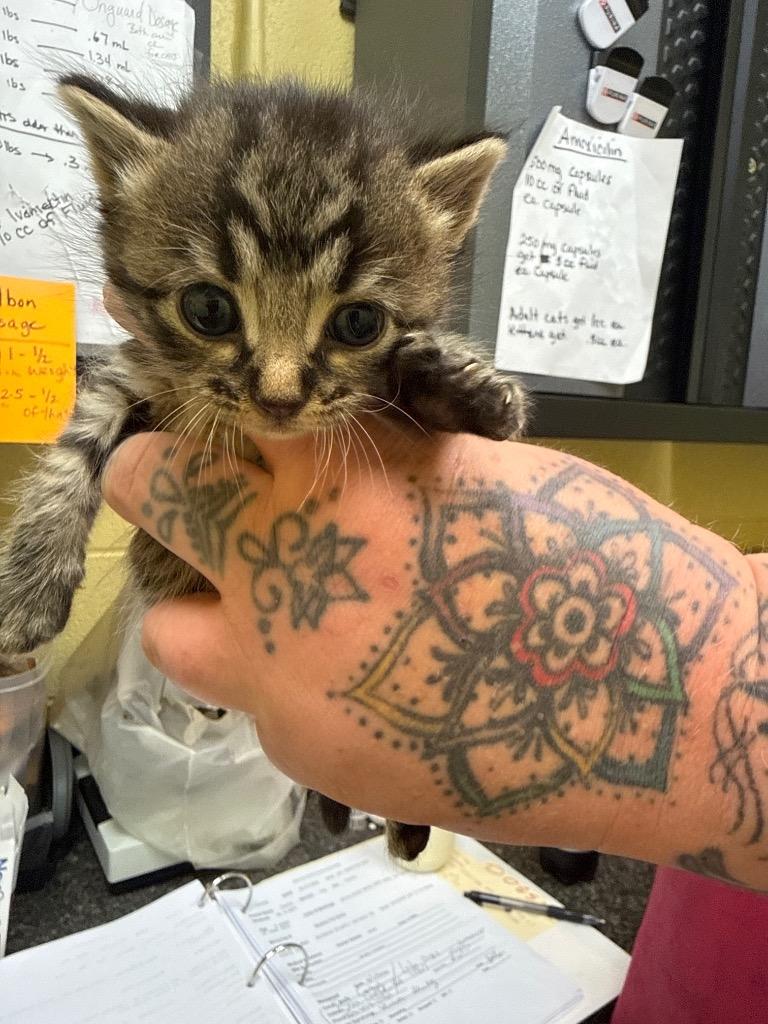 Enlarge DUKE (Neutered), a Adopted mixed breed in Crossville, TN image 1/1