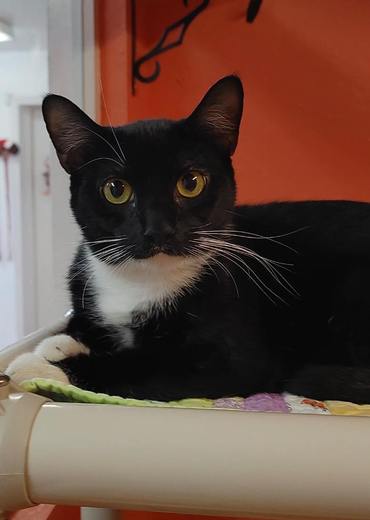 Silvie, Adoptable, Adult Female Domestic Short Hair.