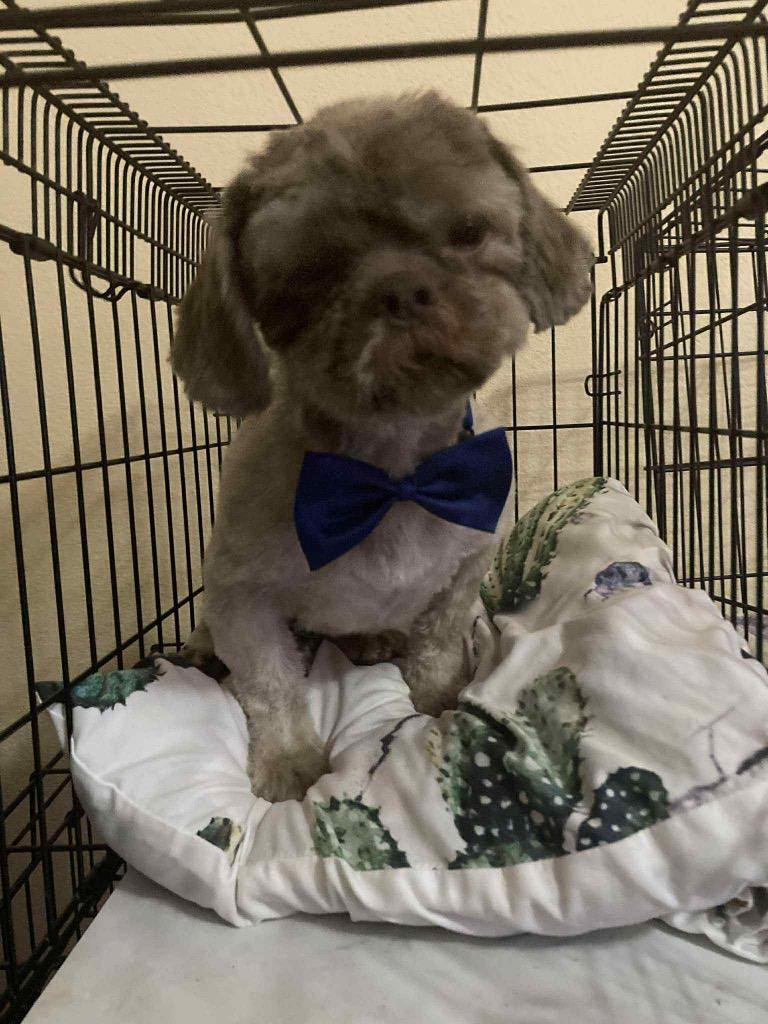 Enlarge Scotty, a Adopted Shih Tzu in Bristol, WI image 1/6