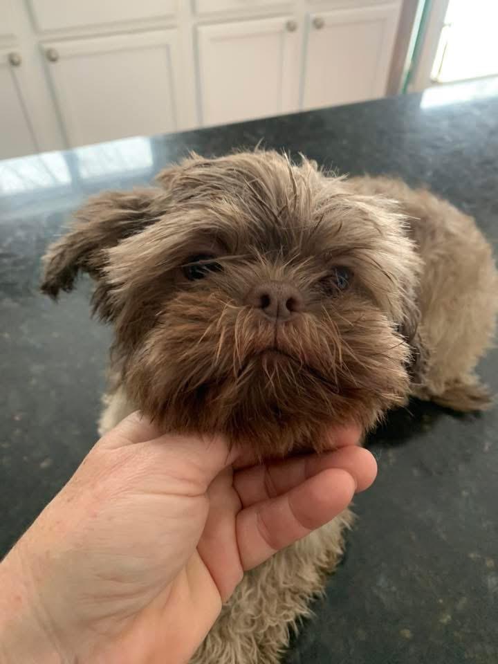 Enlarge Scotty, a Adopted Shih Tzu in Bristol, WI image 2/6