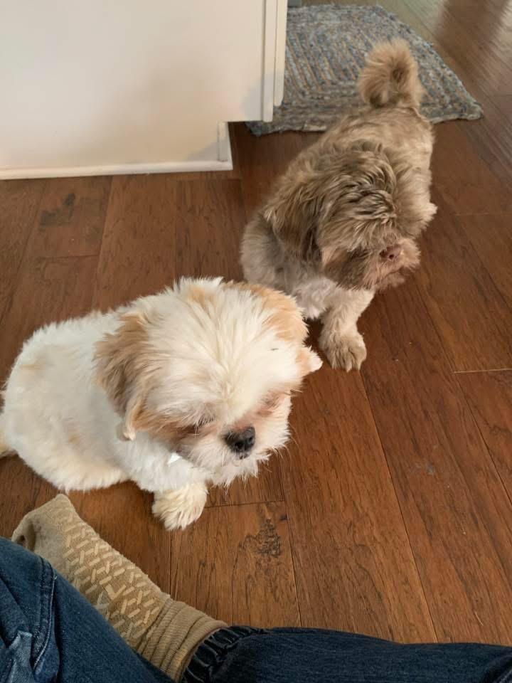 Enlarge Scotty, a Adopted Shih Tzu in Bristol, WI image 3/6