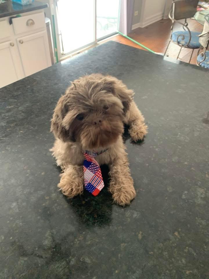 Enlarge Scotty, a Adopted Shih Tzu in Bristol, WI image 4/6