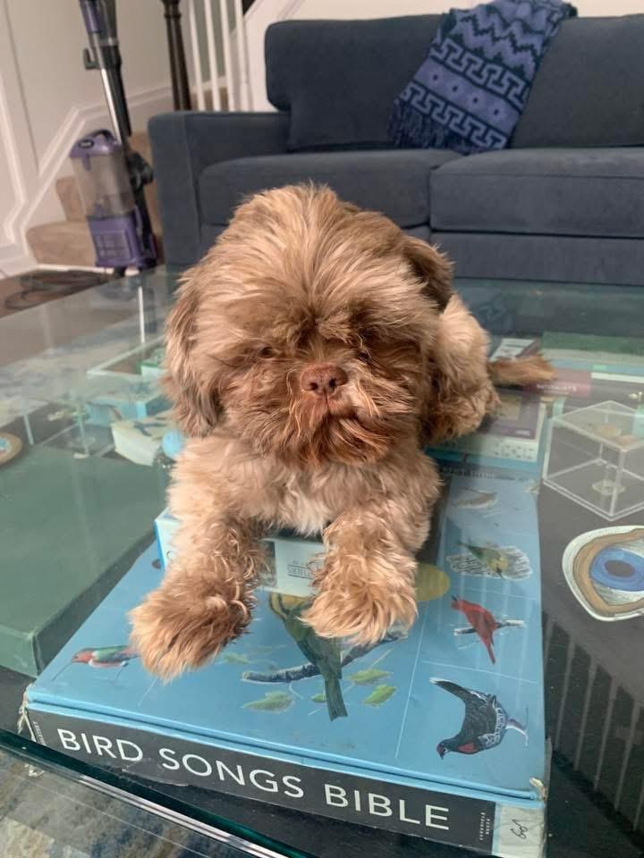 Enlarge Scotty, a Adopted Shih Tzu in Bristol, WI image 5/6