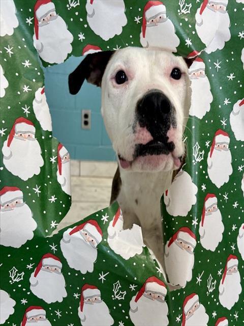 PHILLY, Adoptable, Young Female Staffordshire Bull Terrier & Mixed Breed.