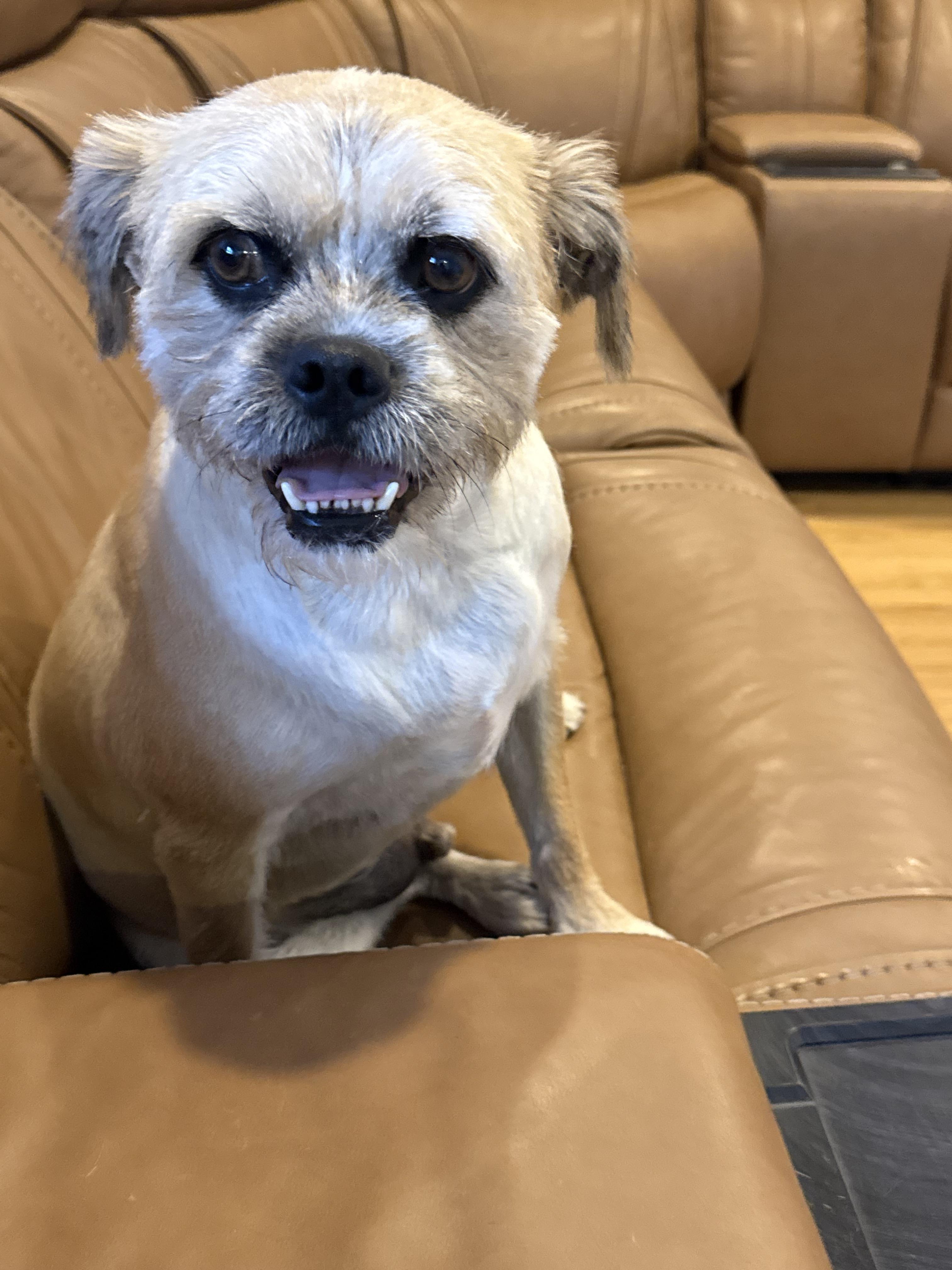 Enlarge Copper, a Adoptable mixed breed in Fresno, CA image 4/6