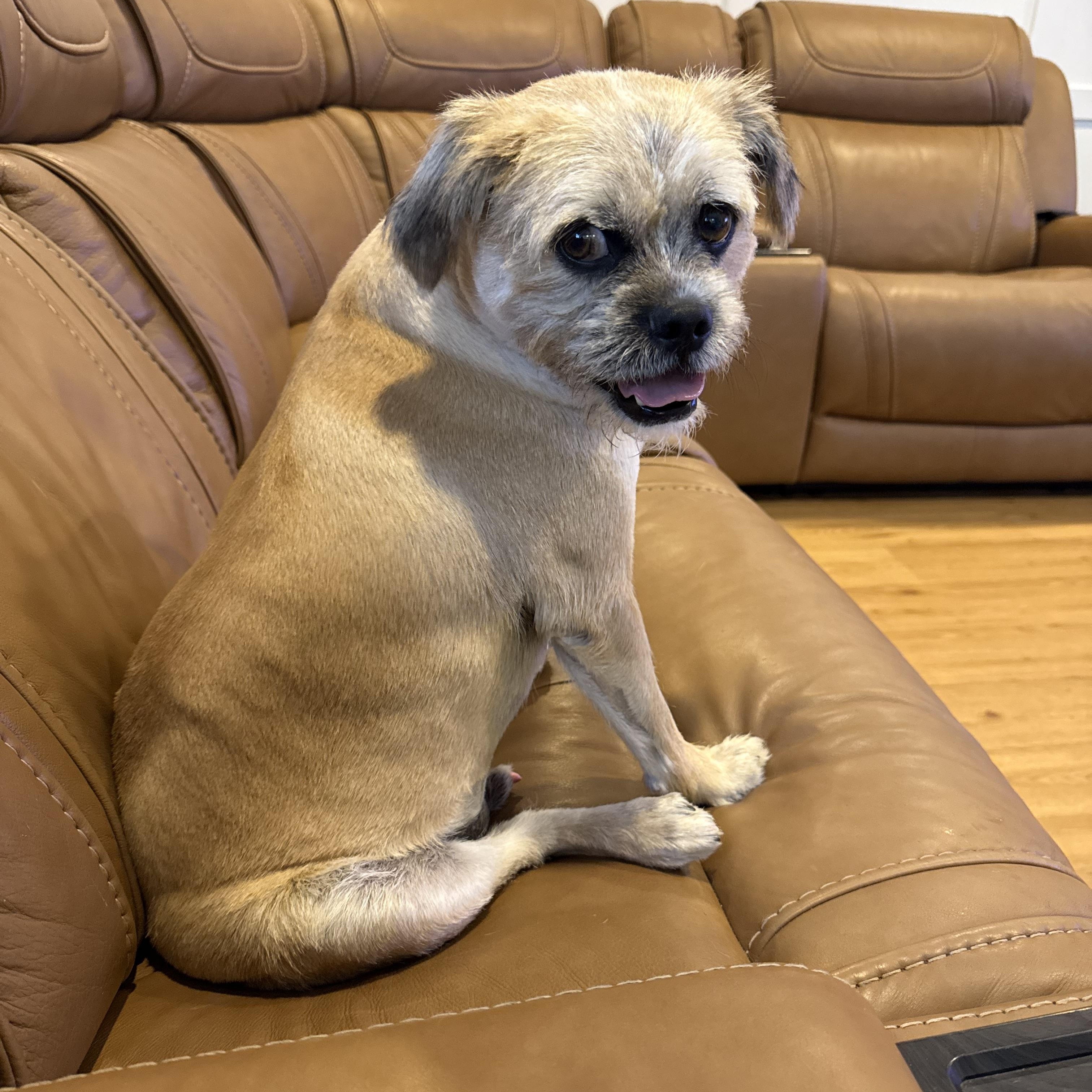 Enlarge Copper, a Adoptable mixed breed in Fresno, CA image 5/6