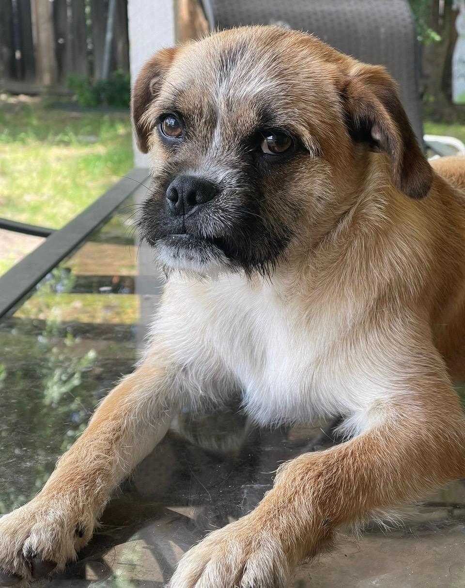 Enlarge Copper, a Adoptable mixed breed in Fresno, CA image 2/6