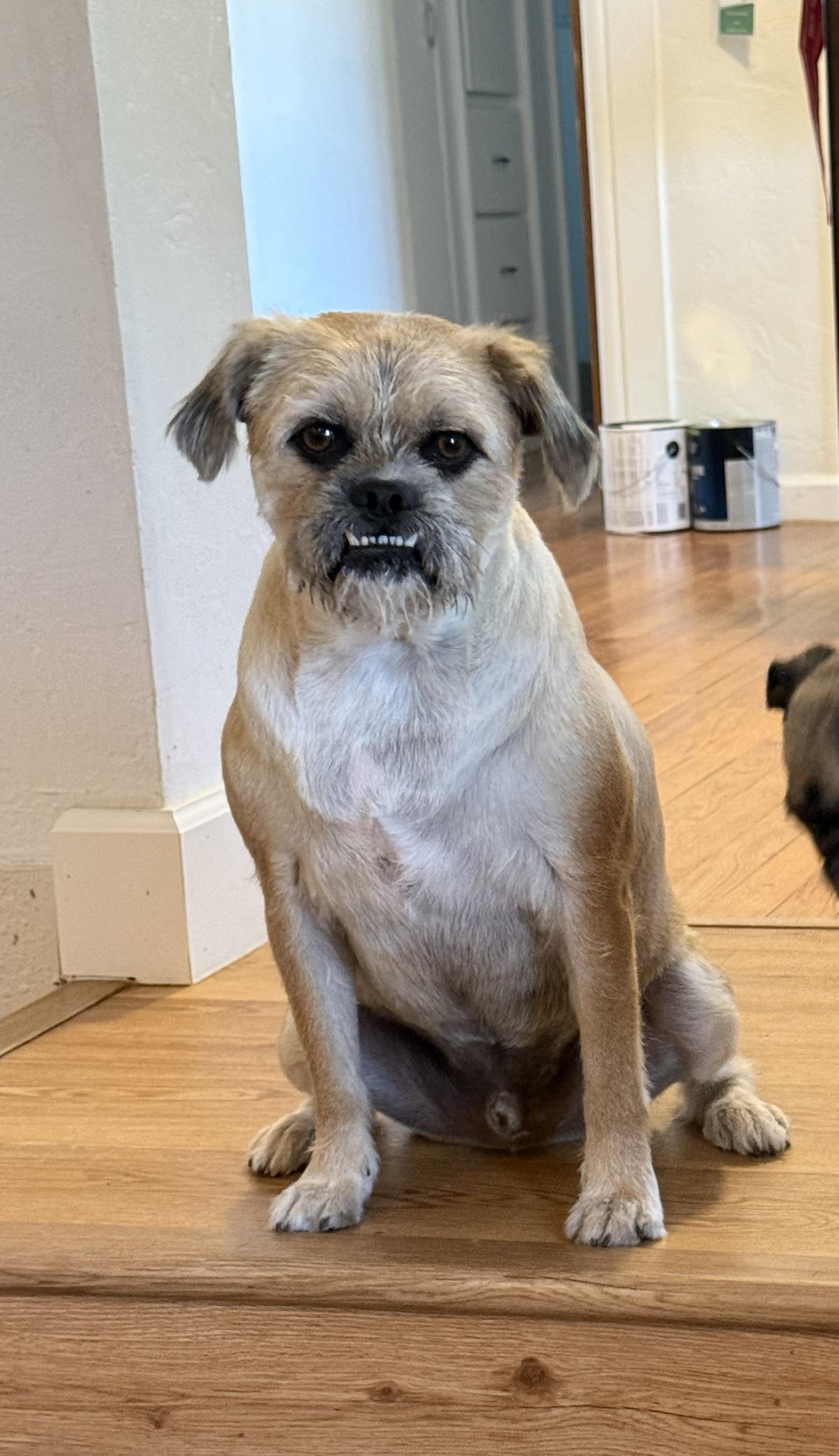 Copper, Adoptable, Young Male Pug & Border Terrier.