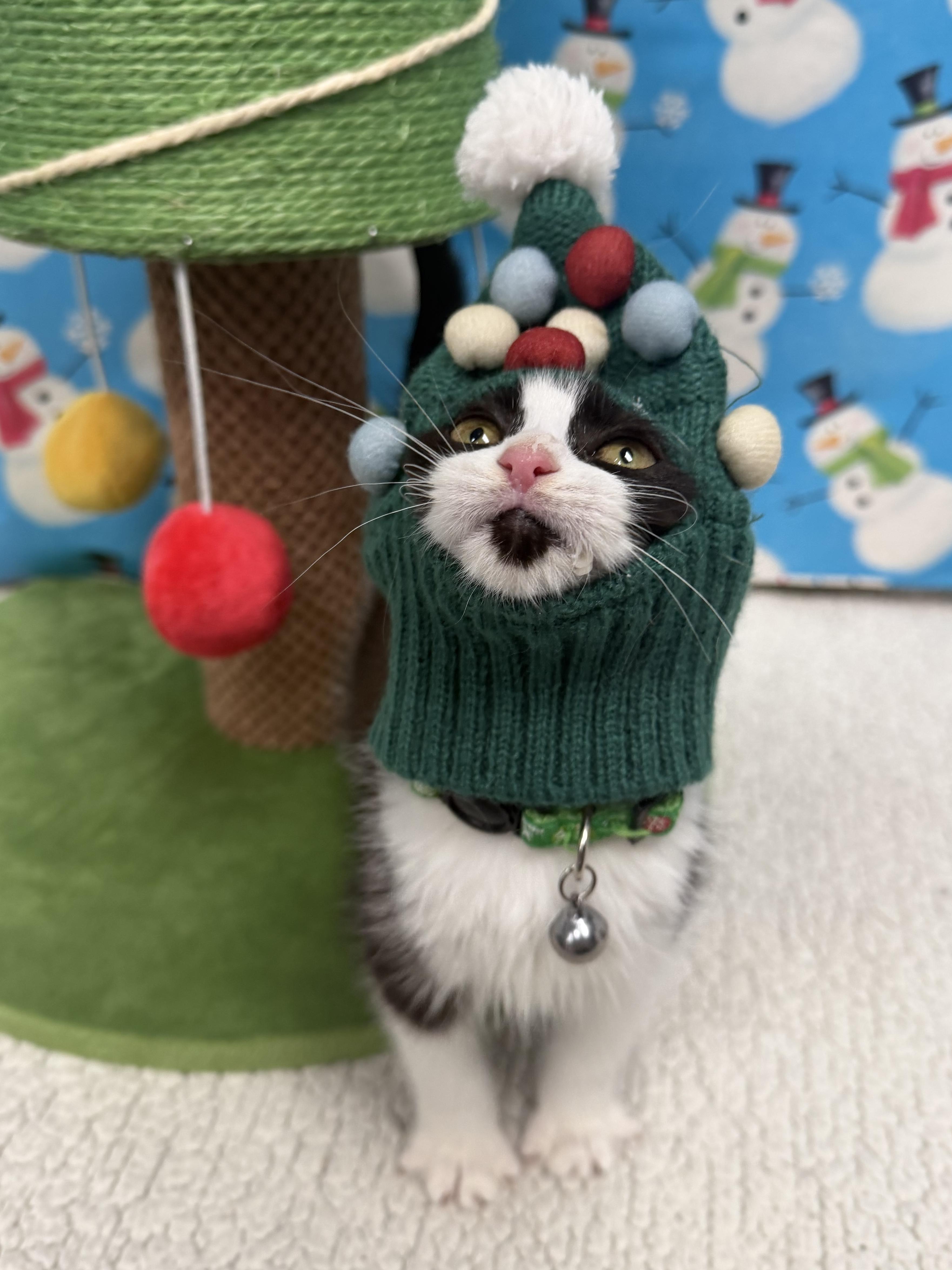 Enlarge Suicune, a ADOPTABLE mixed breed in North Royalton, OH image 1/6