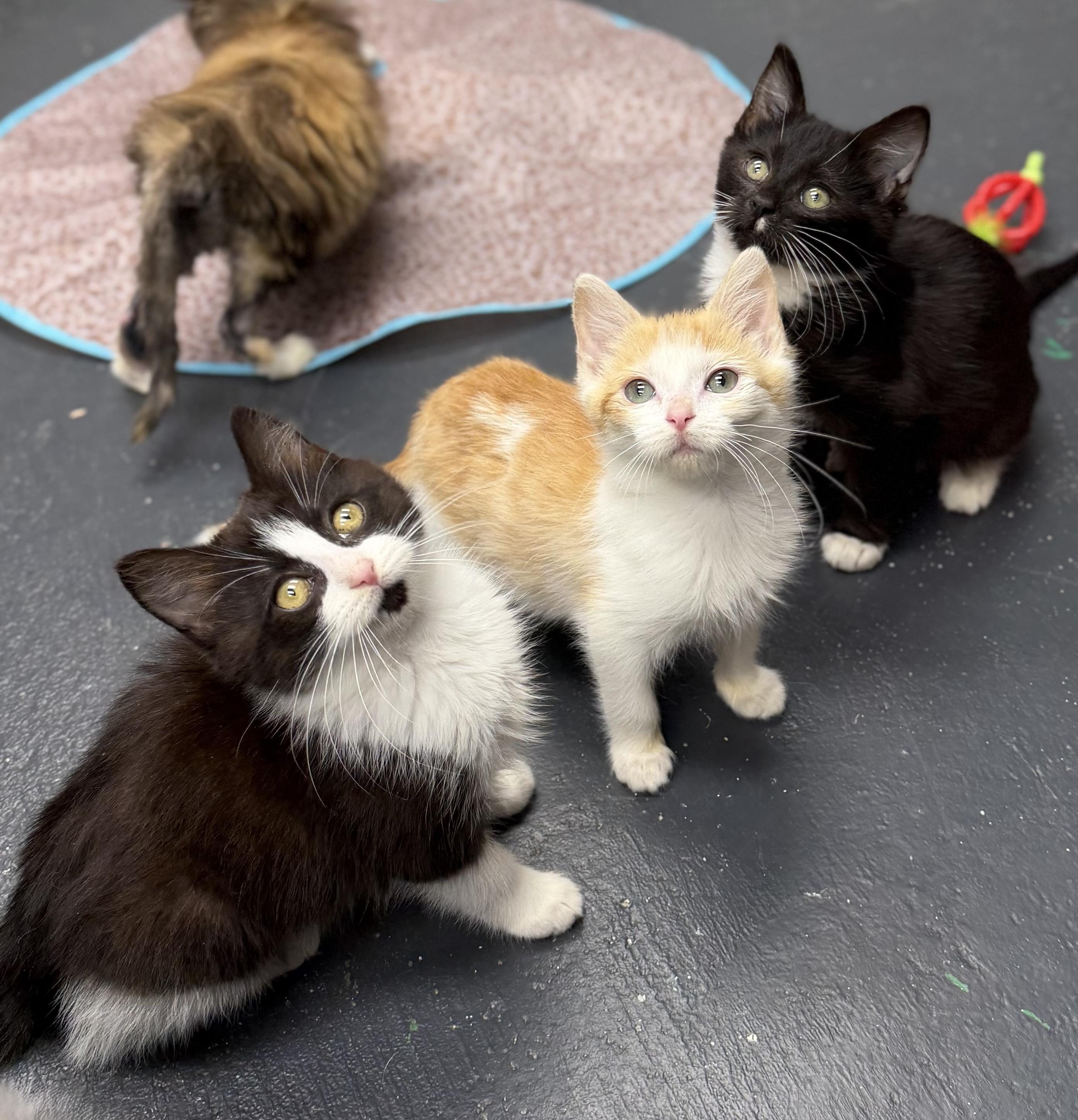 Enlarge Suicune, a ADOPTABLE mixed breed in North Royalton, OH image 6/6