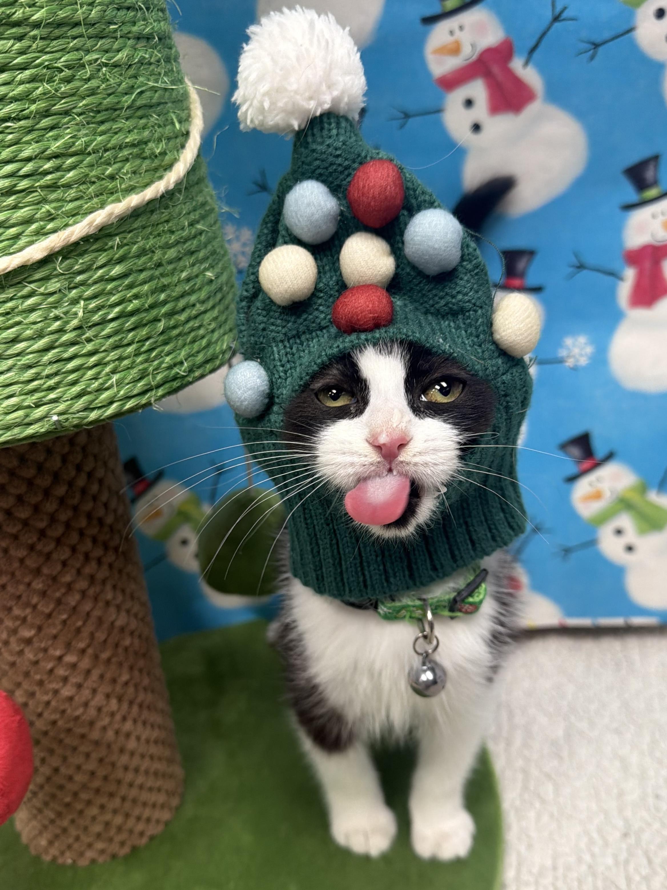 Enlarge Suicune, a ADOPTABLE mixed breed in North Royalton, OH image 2/6