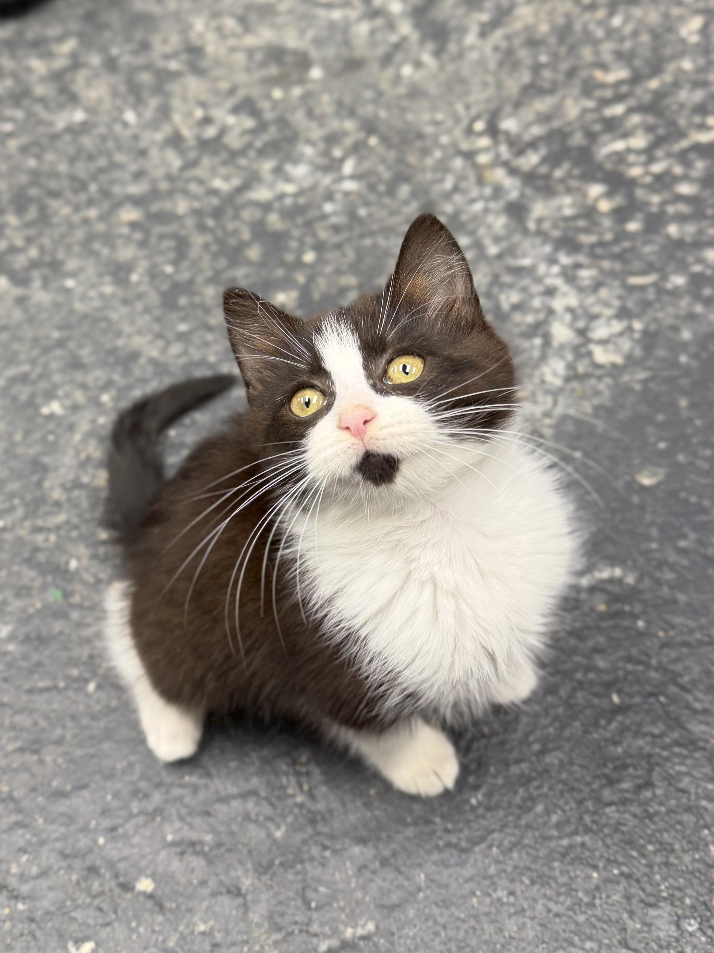 Enlarge Suicune, a ADOPTABLE mixed breed in North Royalton, OH image 4/6