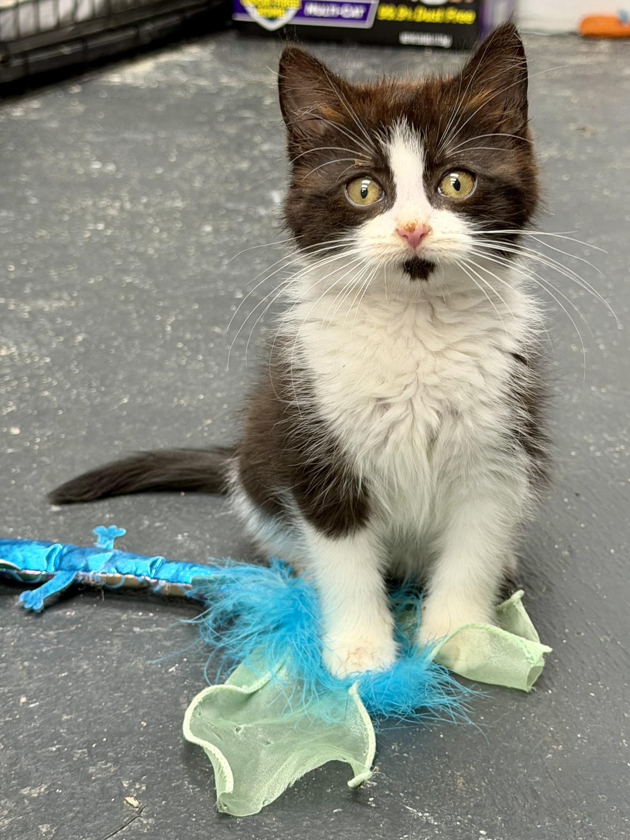 Enlarge Suicune, a ADOPTABLE mixed breed in North Royalton, OH image 5/6