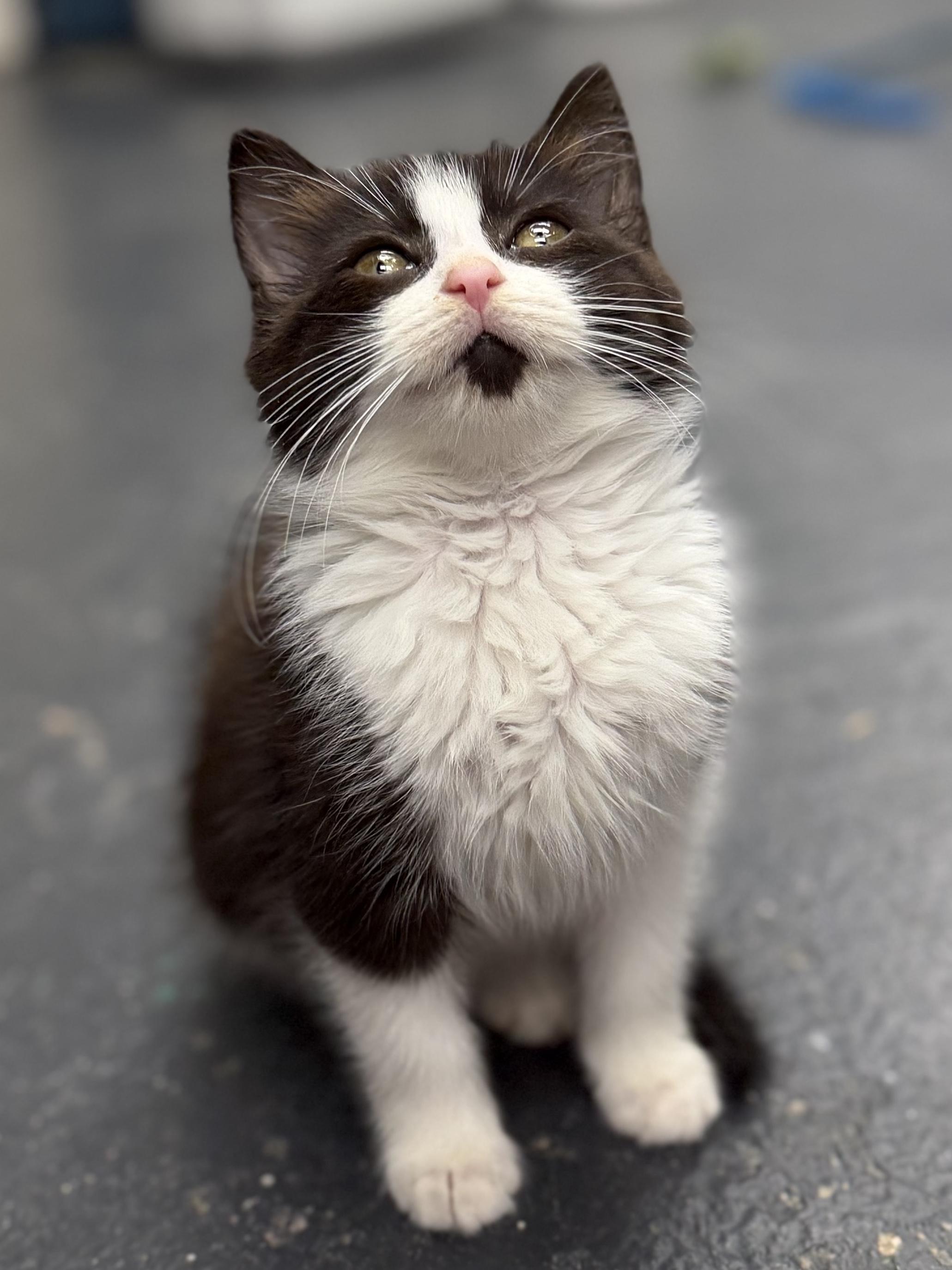 Enlarge Suicune, a ADOPTABLE mixed breed in North Royalton, OH image 3/6