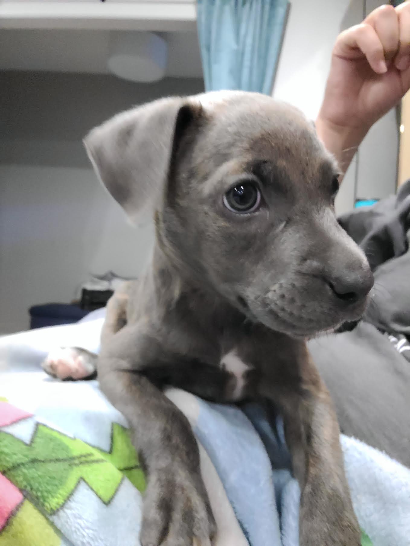 Enlarge Clove, a ADOPTABLE mixed breed in Cumming, GA image 6/6