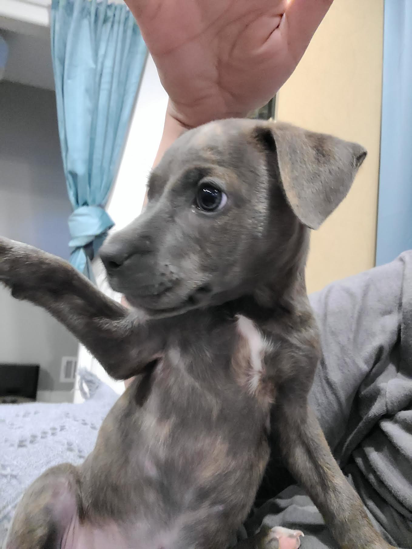 Enlarge Clove, a ADOPTABLE mixed breed in Cumming, GA image 2/6