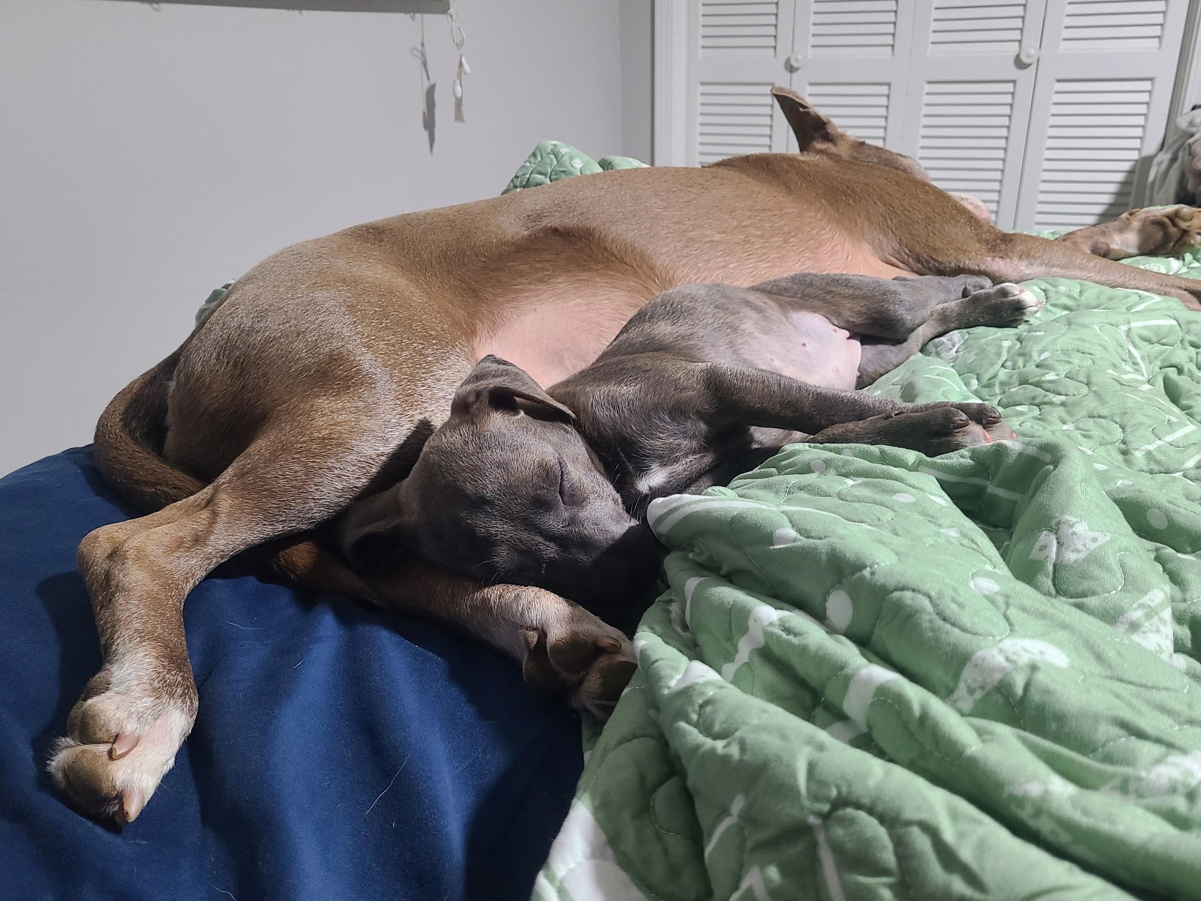 Enlarge Clove, a ADOPTABLE mixed breed in Cumming, GA image 3/6