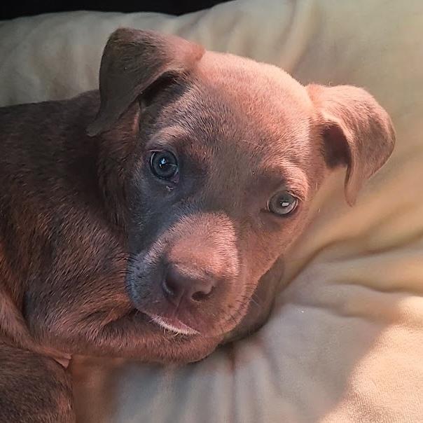 Enlarge Clove, a ADOPTABLE mixed breed in Cumming, GA image 1/6