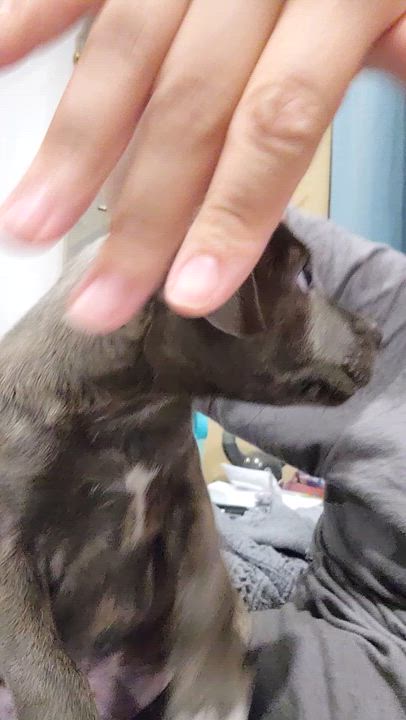 Enlarge Clove, a ADOPTABLE mixed breed in Cumming, GA video 4/6