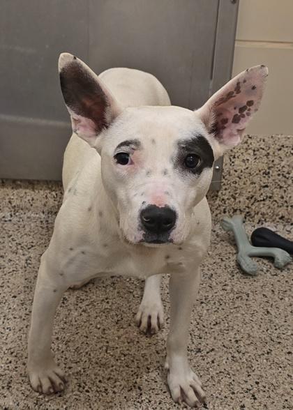 Enlarge Brazil 61662, a Adoptable mixed breed in Aiken, SC image 1/1